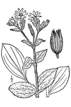 صورة Silene dioica (L.) Clairv.