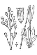 Image of Drummond's campion