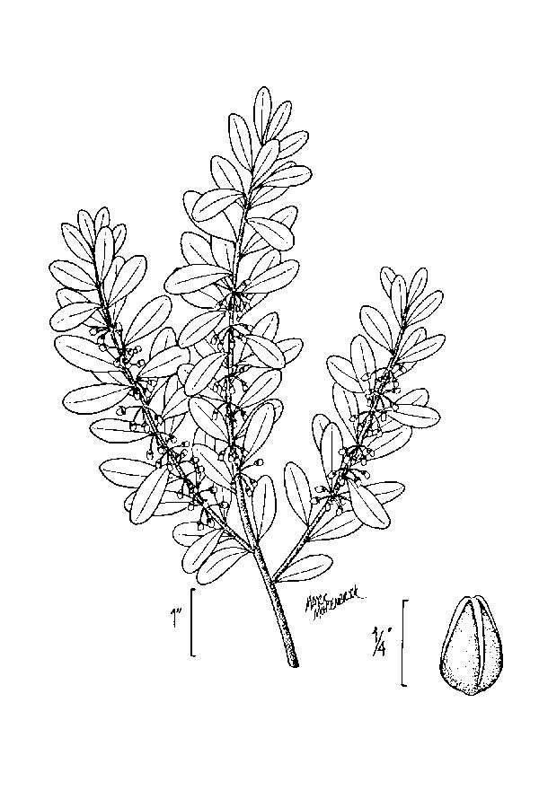 Lyonia ferruginea (Walt.) Nutt.的圖片