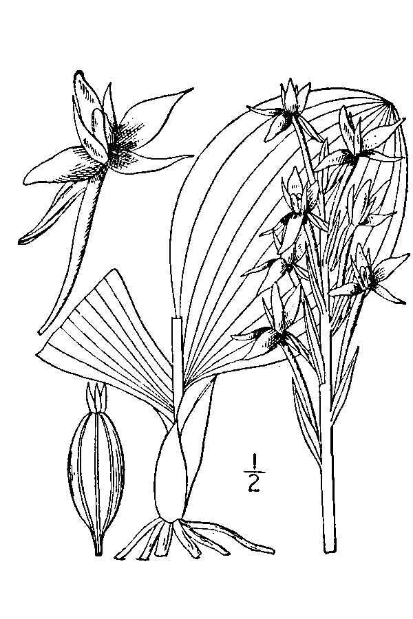 Image de Platanthera hookeri (Torr.) Lindl.