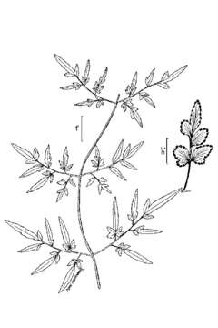 Слика од Lygodium japonicum (Thunb.) Sw.