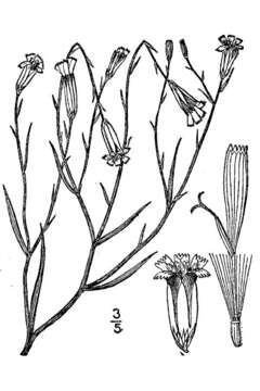 Image of rush skeletonplant