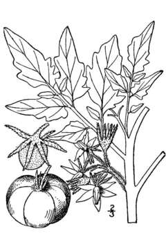 Image of garden tomato