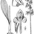 Image of bluntleaved orchid