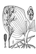 Image of Dinner-Plate Orchid