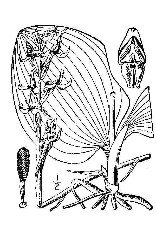 Image of Dinner-Plate Orchid