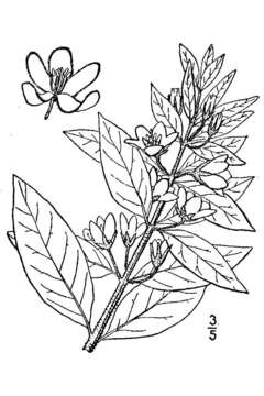 Слика од Lysimachia punctata L.