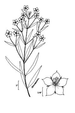 Imagem de Lysimachia quadriflora Sims