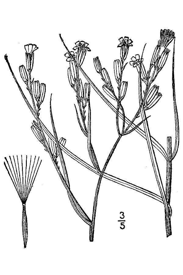 Image of beaked skeletonweed