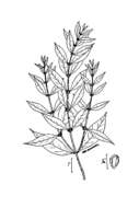 Image of Taper-Leaf Water-Horehound