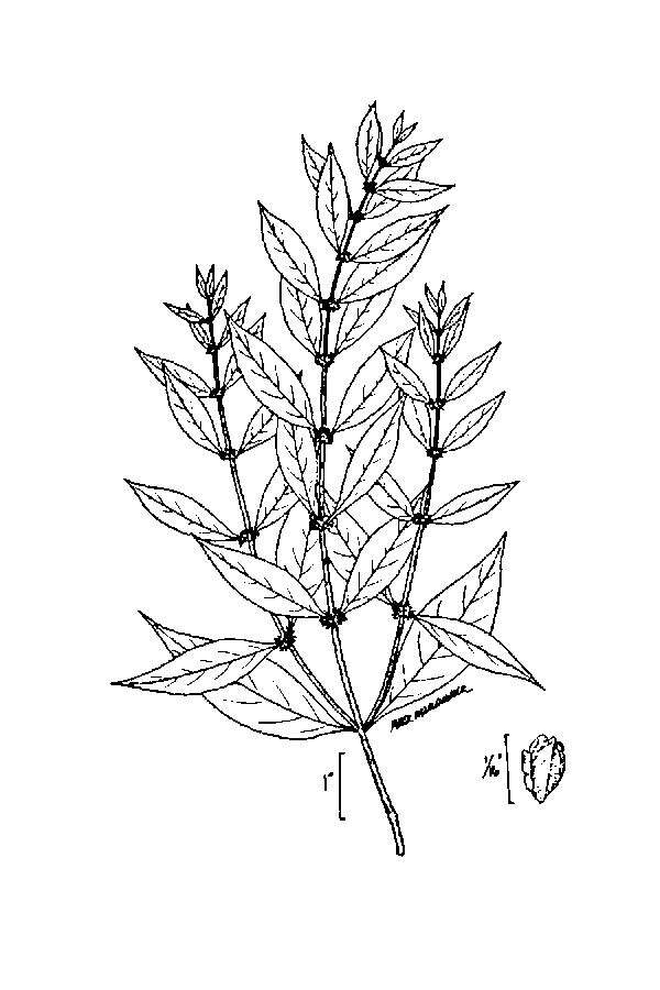 Image of Taper-Leaf Water-Horehound