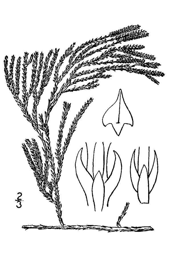 Image of savinleaf groundpine