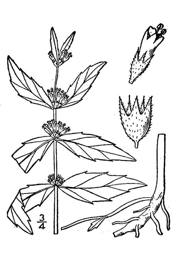 Image of clasping water horehound