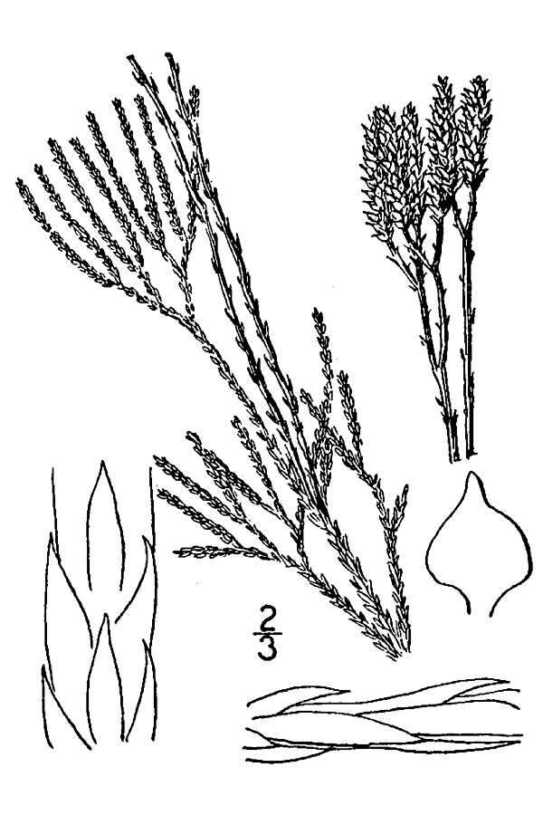 Image of deeproot clubmoss