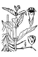 Image of Virginia water horehound