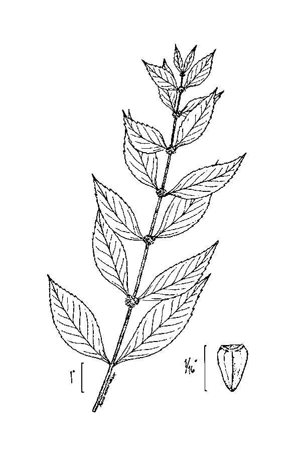 Image of Virginia water horehound