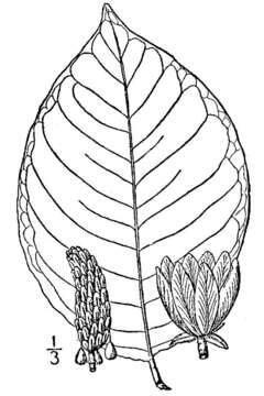 Magnolia acuminata (L.) L.的圖片