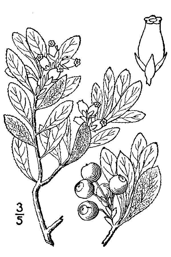 Слика од Arctostaphylos alpina var. alpina