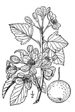 Plancia ëd Malus coronaria (L.) P. Mill.