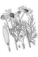 Image of scentless false mayweed