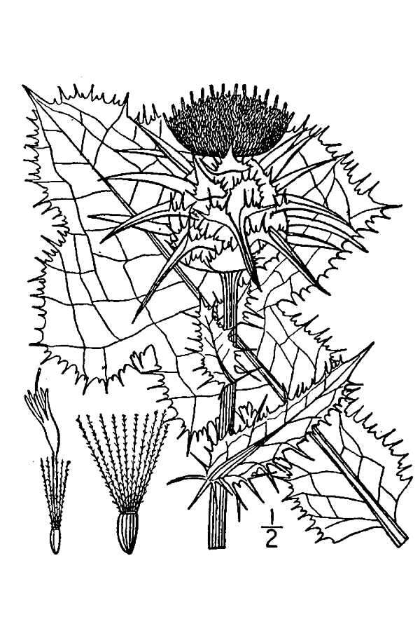 Image of Milk thistle