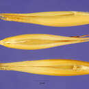 Image of Abyssinian oat