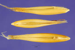 Image of Abyssinian oat