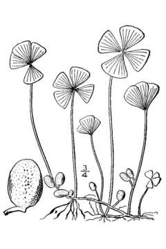 Plancia ëd Marsilea quadrifolia L.