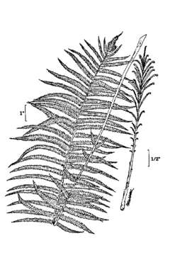 Image of ostrich fern