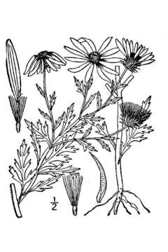 Image of tanseyleaf tansyaster