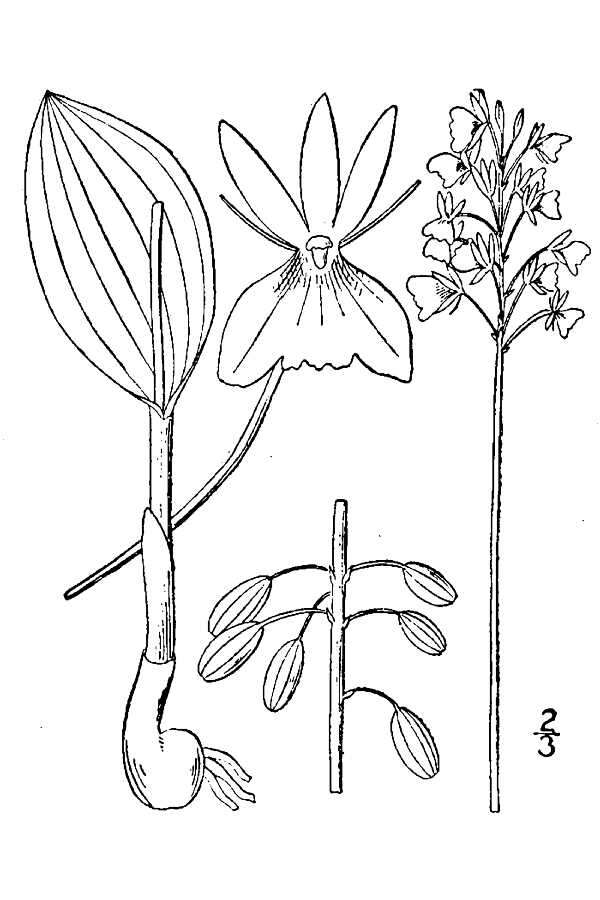 Image de Malaxis unifolia Michx.