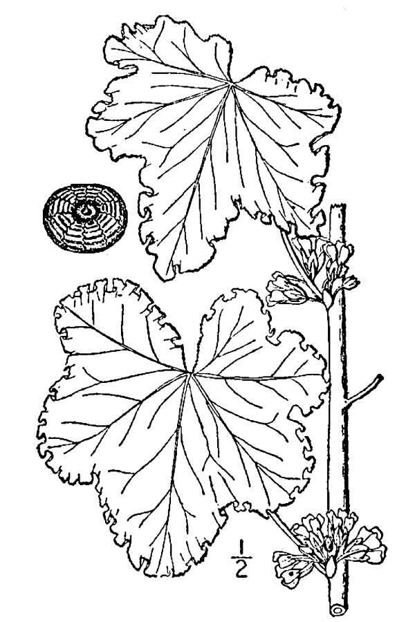 Image of cluster mallow