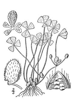 Image of hairy waterclover