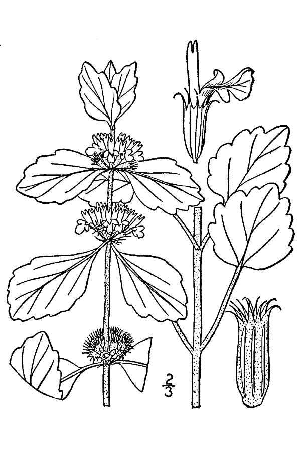 Image of horehound