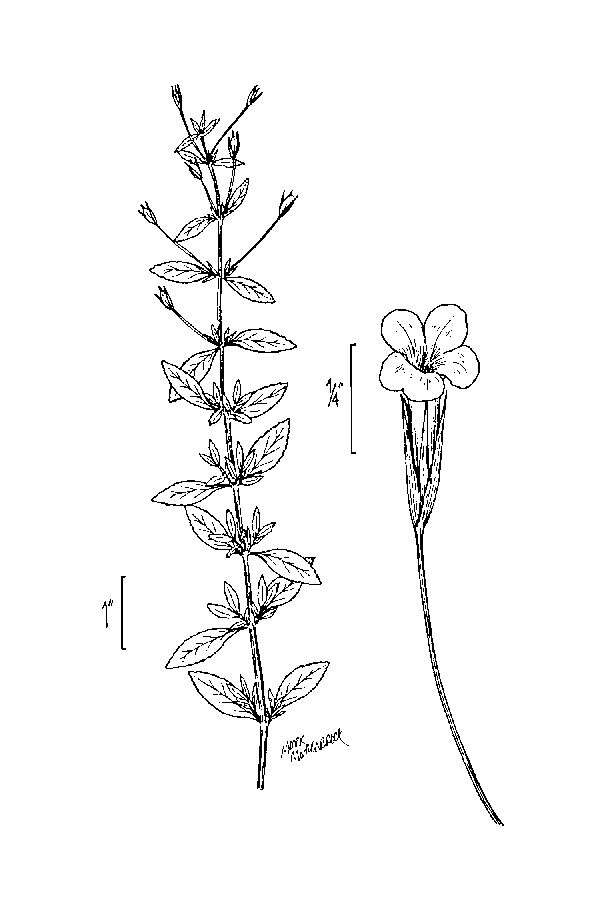 Mecardonia acuminata (Walt.) Small resmi