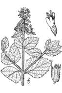 Image of Water Mint