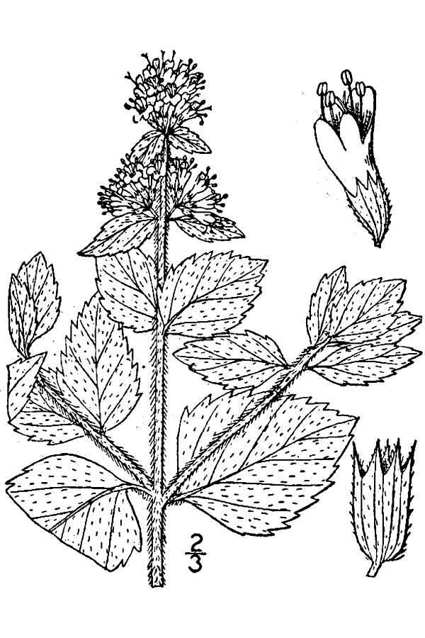 Image of Water Mint