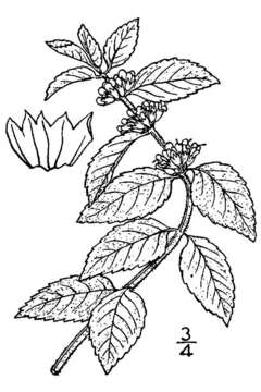 Image of wild mint