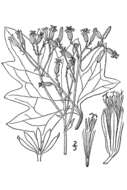 Arnoglossum atriplicifolium (L.) H. Rob. resmi