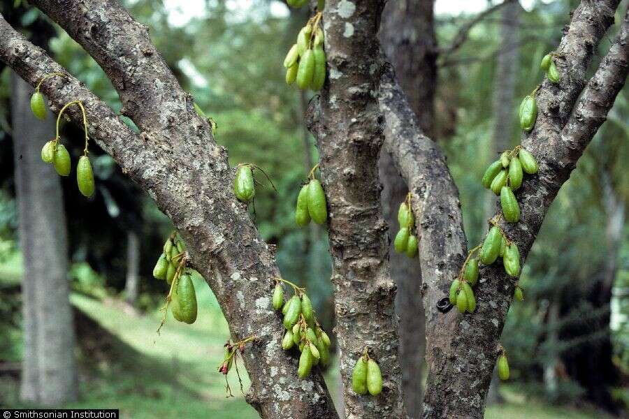 Image of bilimbi