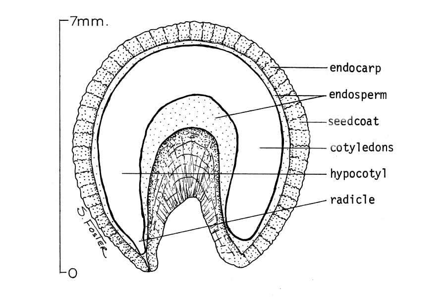 Image of moonseed