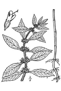 Image of wild mint