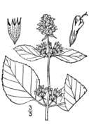 Image of Water Mint