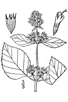 Image of Water Mint