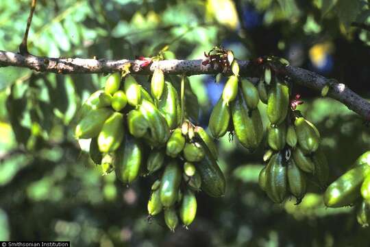 Image of bilimbi