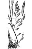 Image of Geyer's oniongrass