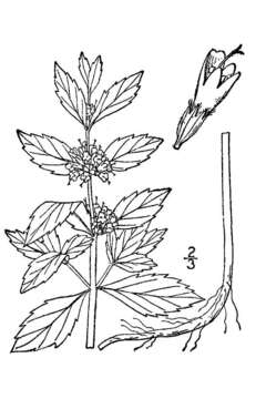 Image of wild mint