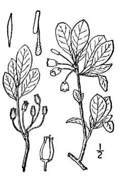 صورة Rhododendron menziesii subsp. menziesii