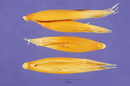 Image of Common Oat