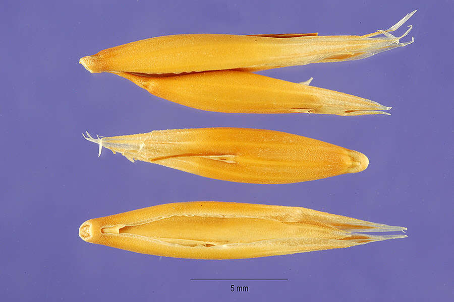 Image of Common Oat